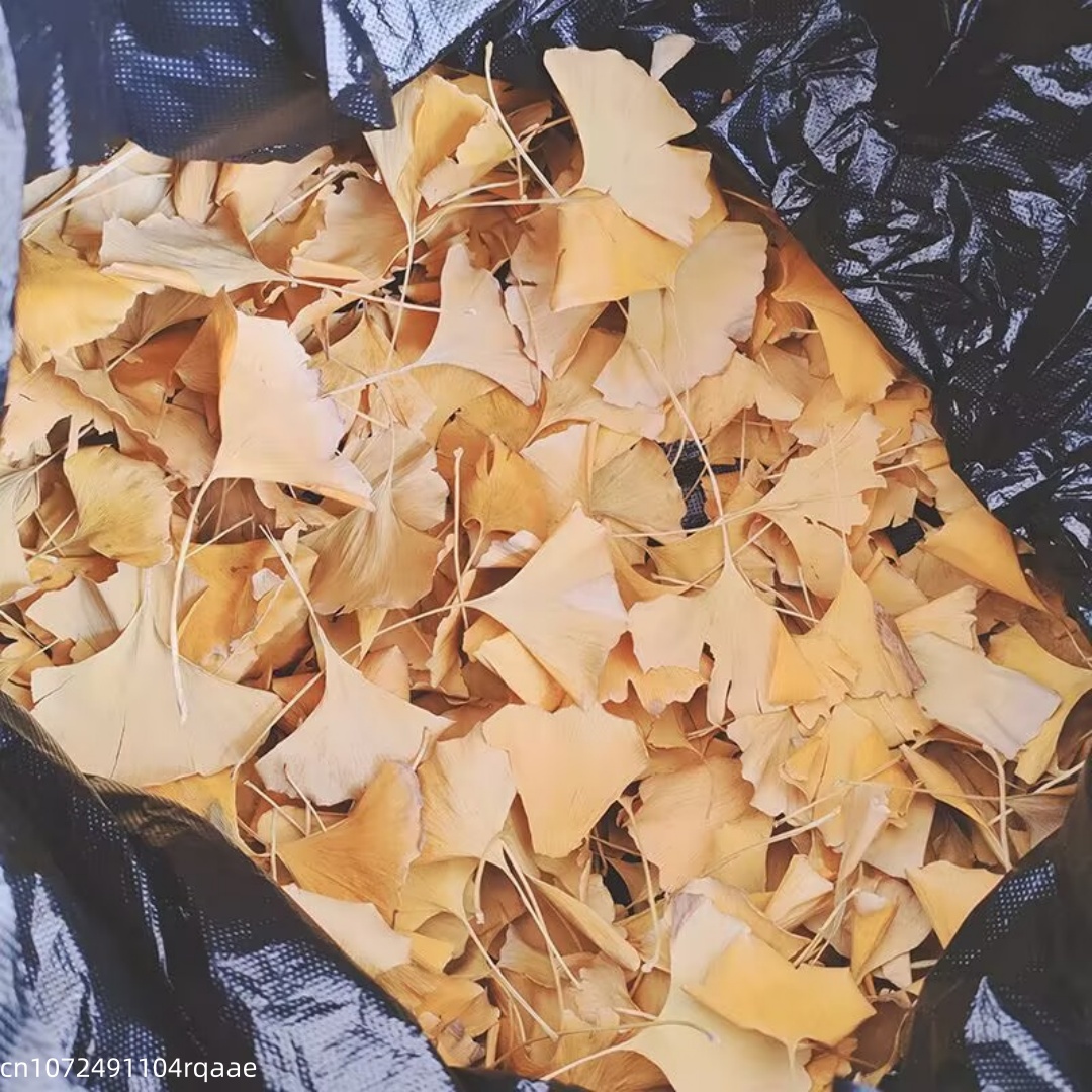 Natuurlijke gedroogde Ginkgo B - Soap Making Home recensie en prijs