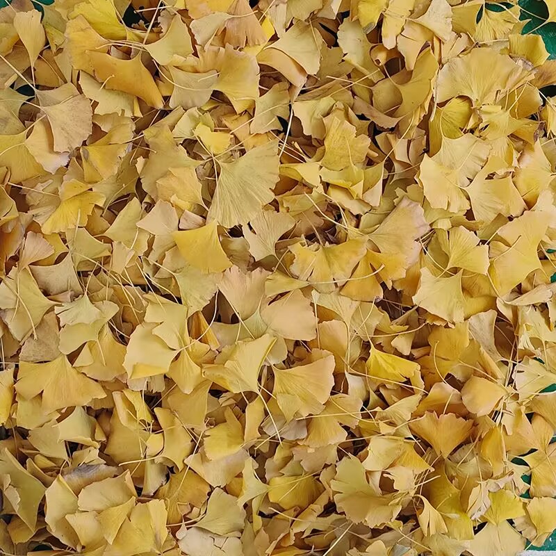 Natuurlijke gedroogde Ginkgo B - Soap Making Home recensie en prijs